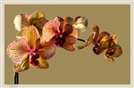 Орхидея- образ роскоши, удач и красоты...