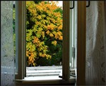 Осень из окна.