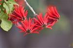 Эритрина цветёт