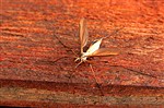 Самка комара-долгунца