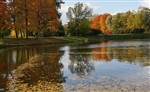 Осенний пруд с листвою