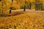 Ковёр осенних листьев с древ