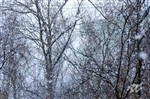 В Санкт-Петербурге снег