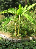 .банановая пальма в Ашхабадском ботсаду..