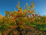 Осенний яблоневый сад 
