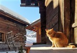 Alpen Cat 