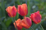 Перелив цветов тюльпанов