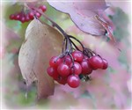 Осень-ягода