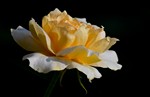 Лепестки роз — отголоски красоты