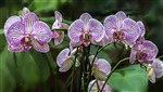 Орхидеи (2)
