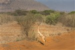 Африканская антилопа - геренук, или жирафовая газель