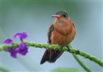 Cinnamon hummingbird