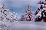 Белая  вьюга-зима снегом запорошила