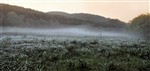 Раннее утро в горах на ромашковой поляне