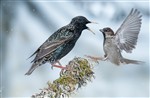 Starling vs. House sparrow
