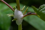 Церкопис краснопятнистая - (Cercopis sanguinea)