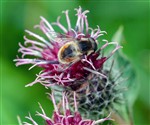 Пчеловидка лесная (Eristalis arbustorum) — европейский вид мух-журчалок из подсемейства Eristalinae.