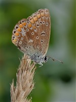 Голубянка Эвмедон /Polyommatus eumedon /
