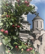 Московские яблоки...