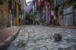 Стамбул -кошкина столица.  Серия :Колоритный Стамбул