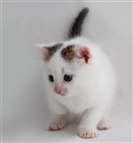 Белый кот рыжее ухо