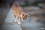 кипрский кот рыжик