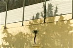 Такая маленькая пальма и такая огромная тень :-)