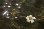 Цветок на воде