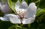 цветок айвы