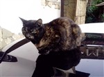 Grumpy Cat по-крымски