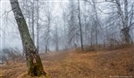 Туманное утро в лесу 