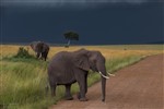 Слон на фоне грозового неба в саванне
