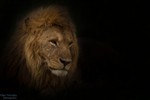 Портрет льва