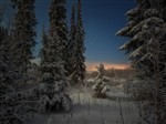Ночь северного леса