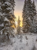 Дневной закат в северном лесу