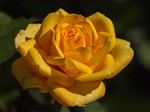 Роза желтая 2.
