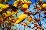 Желтые жёлтые листья.