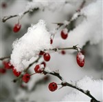 барбарис под снегом