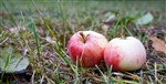 яблоки на траве