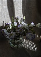 Цветы и тени
