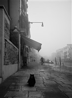  Уличный портрет кота