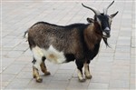 Камерунский козел