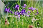 Фиалка ранняя фиолетовая в саду
