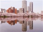 Море розовых лепестков сакуры в Токио