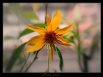 желтый цветок 