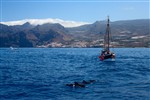 Семья китов у побережья о. Тенерифе