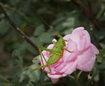 Зеленый кузнечик - Tettigonia viridissima