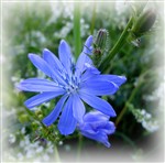 Голубой цветок