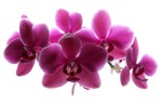 Орхидеи на белом фоне