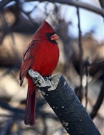 Портрет красного кардинала